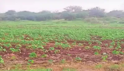 સુરેન્દ્રનગર જિલ્લામાં કપાસના પાકમાં ગુલાબી ઈયળોના ઉપદ્રવથી ખેડૂતો પરેશાન