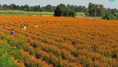સુરેન્દ્રનગર જિલ્લામાં ગુલાબ  ગલગોટા સહિત ફુલોના વાવેતરમાં થયો વધારો