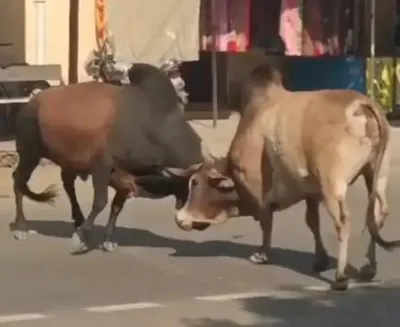 ભાવનગરના કાળિયાબીડમાં બે આખલા યુદ્ધે ચડ્યા  20 મીનીટ સુધી મુખ્ય રોડને બાનમાં લીધો