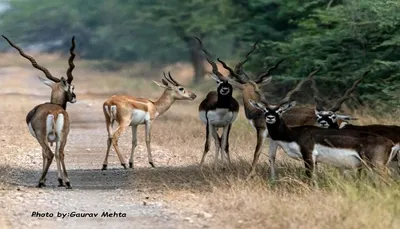 ભાવનગરના રાષ્ટ્રીય ઉદ્યાનના 34 કિમીમાં 5000 કાળિયાર મુક્તરીતે વિચરી રહ્યા છે