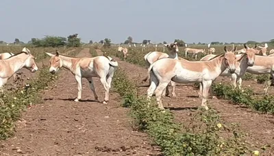 લખતર અને દસાડા પંથકમાં ખેતીપાકને નુકસાન કરતા ઘૂડખર  ખેડૂતોની આક્રોશ રેલી યોજાઈ
