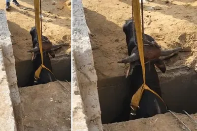 ભુજમાં પાણીના ટાંકામાં પડી ગયેલી ગાયને ગૌ સેવા સમિતિએ બચાવીઃ જુઓ વીડિયો