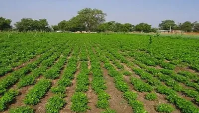 ઉત્તર ગુજરાતમાં રવિ સીઝનનું 62 34 ટકા વાવેતર પૂર્ણ  1 93 લાખ હેક્ટરમાં ઘઉંની વાવણી