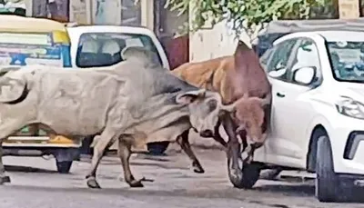 નડિયાદમાં પીજ રોડ પર બાખડી રહેલા બે આખલાએ અનેક વાહનોને અડફેટે લીધા