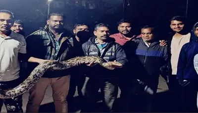 વડોદરા નજીક ઈટોલા ગામમાં 10 ફુટ લાંબા મહાકાય અજગરનું રેસ્ક્યુ કરાયુ