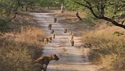 ગીરના અભ્યારણ્યમાં લટાર મારતા એક સાથે 11 સિંહ જોવા મળ્યા  પ્રવાસીઓ ઝૂમી ઊઠ્યાં