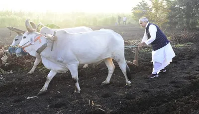 રાજ્યપાલે માણેકપુર ગામે પ્રાકૃતિક કૃષિ કરતા ખેડૂતના ખેતર પર હળ ચલાવ્યું