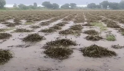 ગુજરાતમાં માવઠાને લીધે કૃષિપાકને થયેલા નુકસાન માટે 10 હજાર કરોડના વળતરની જાહેરાત