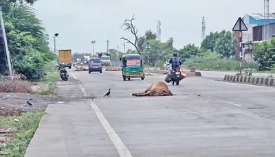 ધોળકા જીઆઈડીસી નજીક હાઈવે પર અજાણ્યા વાહનની ટક્કરે 4 ગાયોના મોત