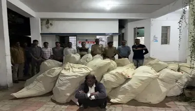 બાલાસિનોર નજીક ગાંજાનું વાવેતર પકડાયુ  473 કિલો ગાંજા સાથે એકની ધરપકડ