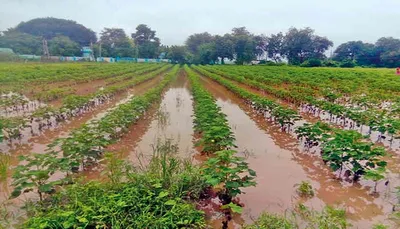 ગુજરાતમાં ખરીફ પાકમાં મગફળીનું સૌથી વધુ 20 11 લાખ હેકટરમાં વાવેતર કરાયું