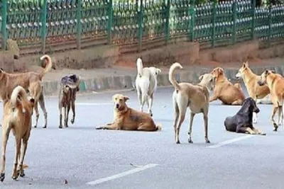 રાજકોટ શહેરમાં છેલ્લા 10 મહિનામાં કૂતરા કરડવાના 14105 બનાવો બન્યા