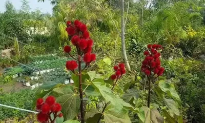 અમદાવાદ શહેરમાં સિંદૂર વન બનાવવામાં આવશે