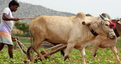 ગુજરાતના આ જિલ્લાના ખેડૂતો માટે રાજ્ય સરકારનો સૌથી મોટો નિર્ણય