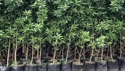 ગુજરાતમાં જનભાગીદારી  ppp થી સાત લાખ વૃક્ષોનું રોપણ કરાયુ