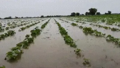 ભારે વરસાદ બાદ બનાસકાંઠા  પાટણ અને કચ્છમાં તારાજીના દ્રશ્યો સામે આવ્યા