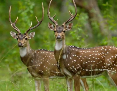 કચ્છ   બન્નીના ઘાસના મેદાનોમાં 20 ચિતલ વસાવાયા