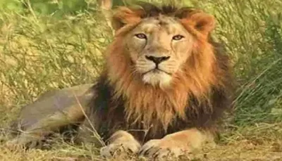 ગુજરાતના 11 જિલ્લાઓમાં કાલે શનિવારથી 3 દિવસ સિંહની વસતી ગણતરી કરાશે