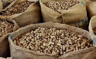 ટેકાના ભાવે સરકારે મગફળી ન ખરીદતા ખેડૂતો સસ્તાભાવે વેચવા મજબુર બન્યા