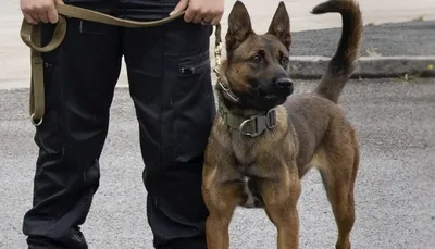 અમદાવાદના ન્યુ મણિનગર વિસ્તારમાં પેટ ડોગ જર્મન શેફર્ડે બે બાળકો પર કર્યો હુમલો