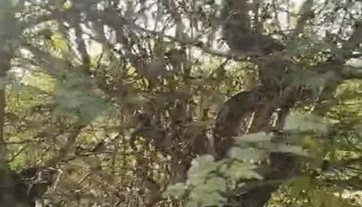 ભાવનગરના ઘોઘા નજીક મહાકાય અજગરે પશુનું મારણ કર્યા બાદ ઝાડ પર ચડી ગયો