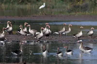 જામનગરઃ ખીજડીયા પક્ષી અભ્યારણ્યમાં શિયાળાના આરંભ સાથે વિદેશી પક્ષીઓ બન્યા મહેમાન