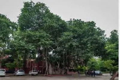 અમદાવાદમાં 47 વોર્ડમાં કૂલ 9 91 લાખ વૃક્ષો નોંધાયા  નવરંગપુરામાં સૌથી વધુ