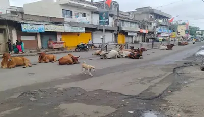 સુરેન્દ્રનગરમાં જાહેર રસ્તાઓ પર રખડતા ઢોર અડ્ડો  રાહદારીઓને પડતી મુશ્કેલી