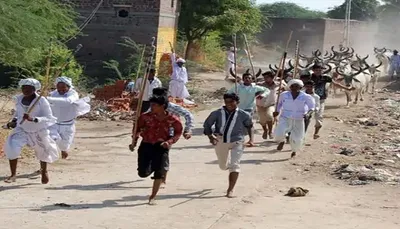 પાટડીના આદરિયાણા ગામે ગોવાળો દ્વારા ગાયોને દોડાવવાની સ્પર્ધા યોજાઈ