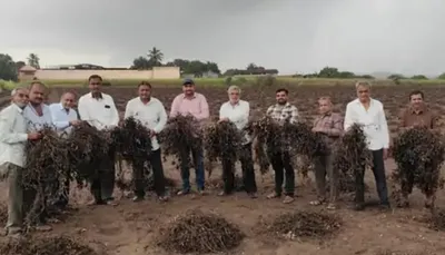 ભાવનગર જિલ્લામાં પાક નુકસાનીનો સર્વે પૂર્ણ  મગફળી અને કપાસના પાકને સૌથી વધુ નુકસાન