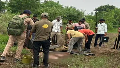 સાવરકૂંડલાના થોરડી નજીક શ્રમિક પરિવારના બાળકનો સિંહએ કર્યો શિકાર