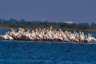 જામનગરઃ ખીજડીયા પક્ષી અભયારણ્ય બન્યું પ્રવાસીઓનું આકર્ષણ  વિદેશી પક્ષીઓ બન્યાં મહેમાન