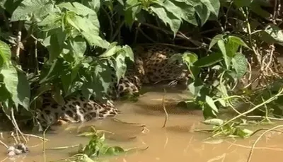 સાવલીના મોકસી ગામે શિકાર કરવા જતા દીપડો પાણીમાં ફસાયો  વન વિભાગે રેસ્ક્યુ કર્યું