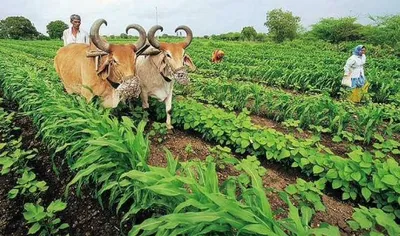 ગુજરાતમાં સાર્વત્રિક વરસાદના લીધે 81 લાખ હેક્ટરથી વધુ વિસ્તારમાં ખરીફ પાકનું વાવેતર