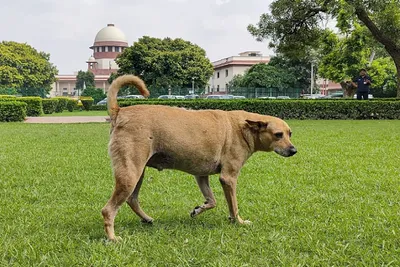 બસ રેલ્વે સ્ટેશનો અને હોસ્પિટલ સહિતના જાહેર સ્થળો પરથી 8 અઠવાડિયામાં રખડતા કૂતરા દૂર કરાશે