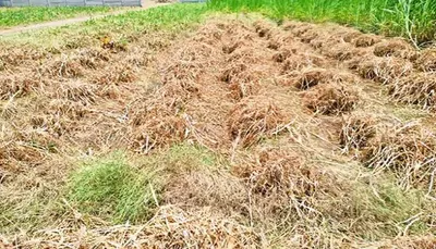 લીલો ઘાસચારો અને ખાણ ખોળના ભાવમાં વધારો થતાં પશુપાલકો મુશ્કેલીમાં મુકાયા