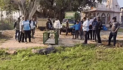 વડોદરાના વરણામા ગામે 10 ફુટના મગરનું ભારે જહેમત બાદ રેસ્ક્યુ કરાયુ