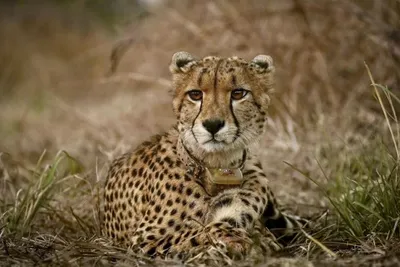 બોત્સવાના ભારતને 8 ચિત્તા સોંપશે